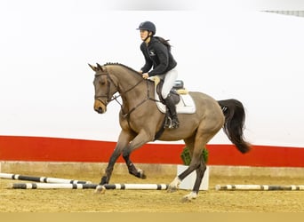 Zangersheider, Mare, 4 years, 17 hh, Brown