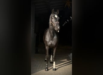 Zangersheider, Mare, 4 years, Black