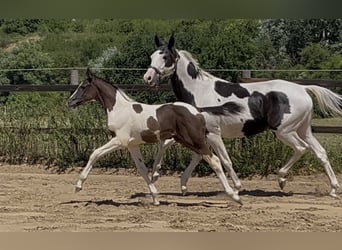 Zangersheider, Mare, 5 years, 15.1 hh, Pinto