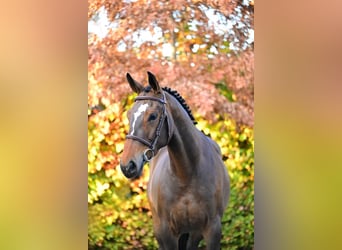 Zangersheider, Mare, 5 years, 15.2 hh, Brown