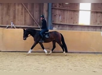 Zangersheider, Mare, 5 years, 15,2 hh, Brown