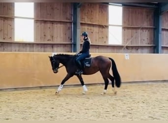 Zangersheider, Mare, 5 years, 15,2 hh, Brown