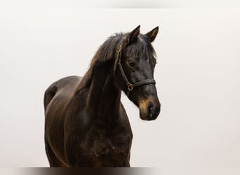 Zangersheider, Mare, 5 years, 15,2 hh, Brown