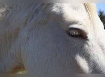 Zangersheider, Mare, 5 years, 15.2 hh, Champagne
