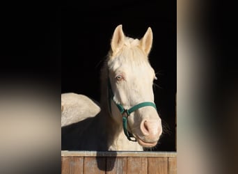 Zangersheider, Mare, 5 years, 15.2 hh, Cremello Zangersheider, Mare, 5 years, 15.2 hh, Cremello