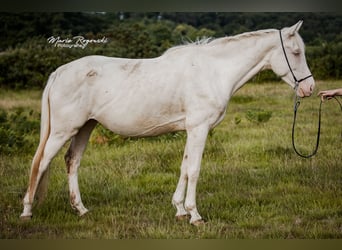 Zangersheider, Mare, 5 years, 15.2 hh, Cremello Zangersheider, Mare, 5 years, 15.2 hh, Cremello