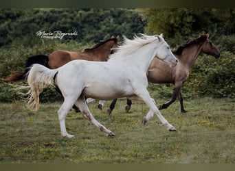Zangersheider, Mare, 5 years, 15.2 hh, Cremello Zangersheider, Mare, 5 years, 15.2 hh, Cremello