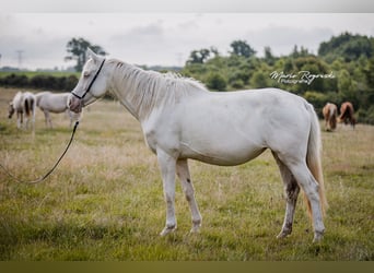 Zangersheider, Mare, 5 years, 15.2 hh, Cremello Zangersheider, Mare, 5 years, 15.2 hh, Cremello