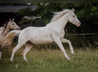Zangersheider, Mare, 5 years, 15.2 hh, Cremello Zangersheider, Mare, 5 years, 15.2 hh, Cremello