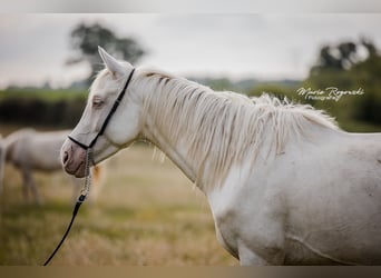 Zangersheider, Mare, 5 years, 15.2 hh, Cremello Zangersheider, Mare, 5 years, 15.2 hh, Cremello