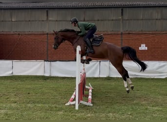 Zangersheider, Mare, 5 years, 15.3 hh, Brown