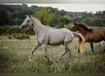 Zangersheider, Mare, 5 years, 15,1 hh, Champagne
