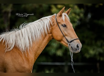 Zangersheider, Mare, 5 years, 15,1 hh, Palomino