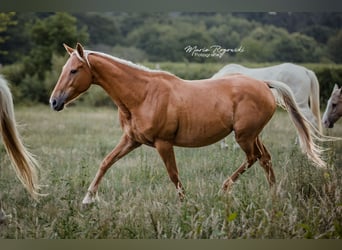 Zangersheider, Mare, 5 years, 15,1 hh, Palomino