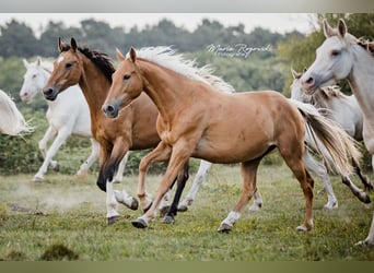 Zangersheider, Mare, 5 years, 15,1 hh, Palomino