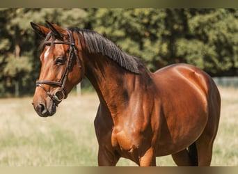 Zangersheider, Mare, 5 years, 15,2 hh, Brown