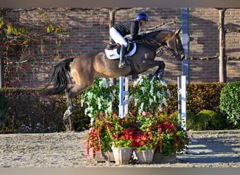 Zangersheider, Mare, 5 years, 15,2 hh, Brown