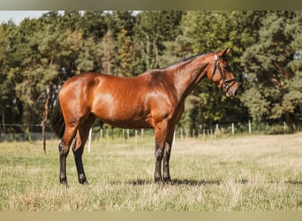 Zangersheider, Mare, 5 years, 15,2 hh, Brown