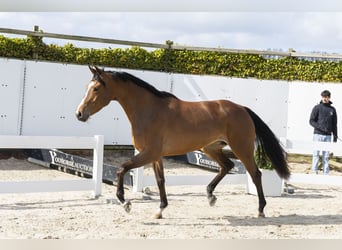 Zangersheider, Mare, 5 years, 15,2 hh, Brown