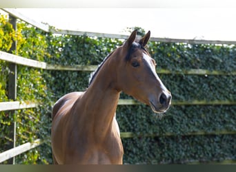 Zangersheider, Mare, 5 years, 15,2 hh, Brown