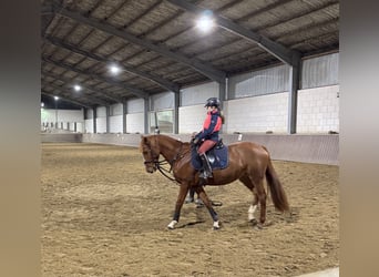 Zangersheider, Mare, 5 years, 15,2 hh, Chestnut-Red