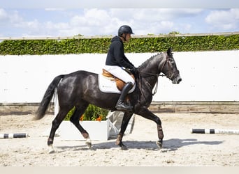 Zangersheider, Mare, 5 years, 15,2 hh, Grey