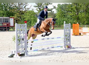 Zangersheider, Mare, 5 years, 15,3 hh, Brown