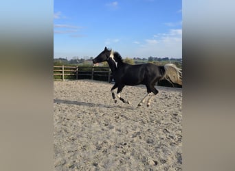 Zangersheider, Mare, 5 years, 15,3 hh, Tobiano-all-colors