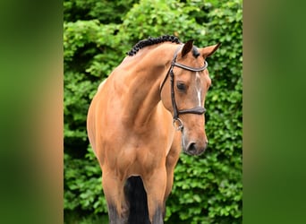 Zangersheider, Mare, 5 years, 16.1 hh, Brown