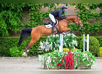 Zangersheider, Mare, 5 years, 16.1 hh, Brown