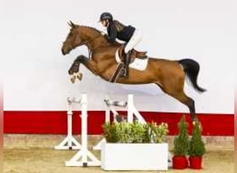 Zangersheider, Mare, 5 years, 16,1 hh, Brown