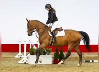 Zangersheider, Mare, 5 years, 16,1 hh, Brown