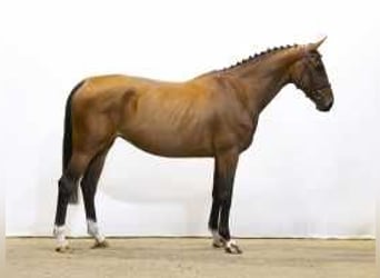 Zangersheider, Mare, 5 years, 16,1 hh, Brown