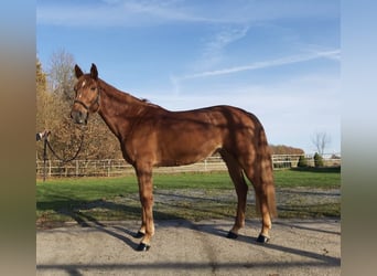 Zangersheider Mix, Mare, 5 years, 16,1 hh, Chestnut-Red