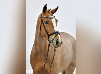 Zangersheider, Mare, 5 years, 16.1 hh, Chestnut-Red