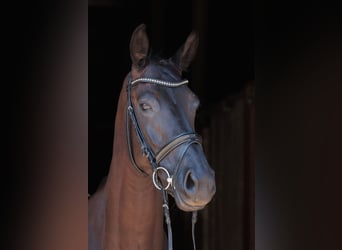 Zangersheider, Mare, 5 years, 16,1 hh