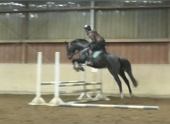 Zangersheider, Mare, 5 years, 16,2 hh, Bay-Dark