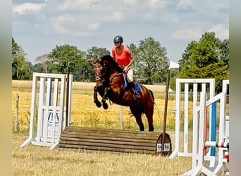 Zangersheider, Mare, 5 years, 16.2 hh, Brown