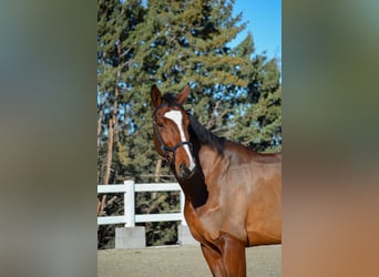 Zangersheider, Mare, 5 years, 16,2 hh, Brown