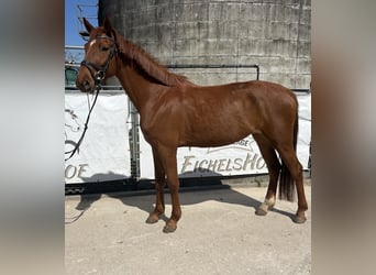 Zangersheider, Mare, 5 years, 16.2 hh, Chestnut-Red