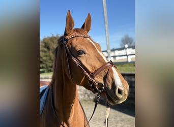 Zangersheider, Mare, 5 years, 16.2 hh, Chestnut-Red