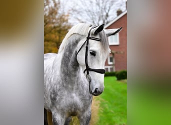 Zangersheider, Mare, 5 years, 16,2 hh, Gray