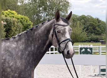 Zangersheider, Mare, 5 years, 16.2 hh, Grey-Dapple