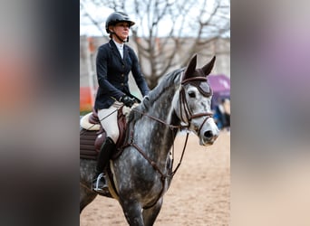 Zangersheider, Mare, 5 years, 16.2 hh, Grey