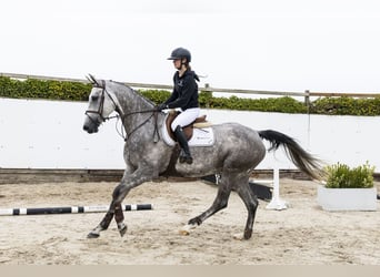 Zangersheider, Mare, 5 years, 16.2 hh, Grey