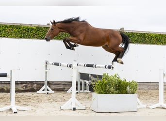 Zangersheider, Mare, 5 years, 16.3 hh, Brown