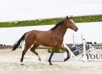 Zangersheider, Mare, 5 years, 16.3 hh, Brown