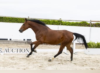 Zangersheider, Mare, 5 years, 16.3 hh, Brown