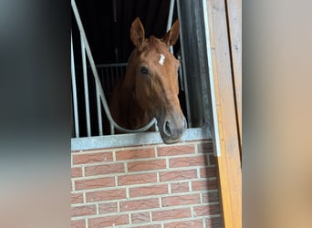 Zangersheider, Mare, 5 years, 16,3 hh, Chestnut-Red