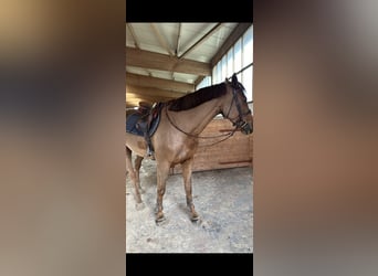 Zangersheider, Mare, 5 years, 16,3 hh, Chestnut